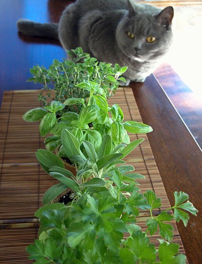 basil, parsley, sage, oregano, thyme