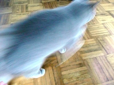kitty blur